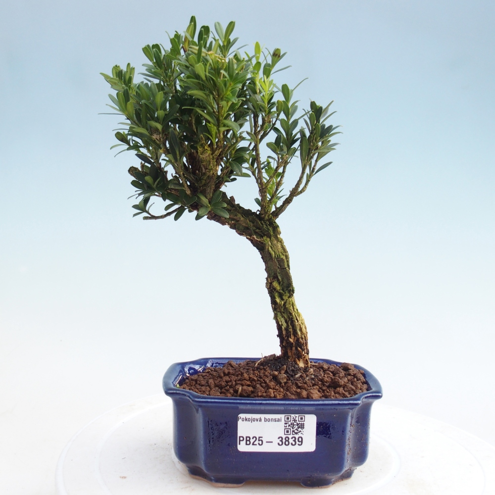 Zimmer Bonsai - Buxus harlandii - Korkbuxus
