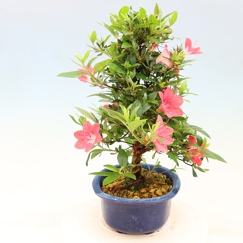 Bonsai für draußen - Japanische Azalee - Azalee Beniko