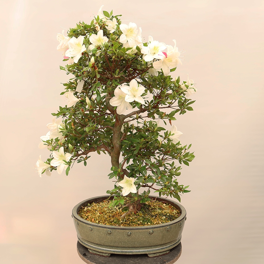 Bonsai für draußen - Japanische Azalee - Azalee Hand