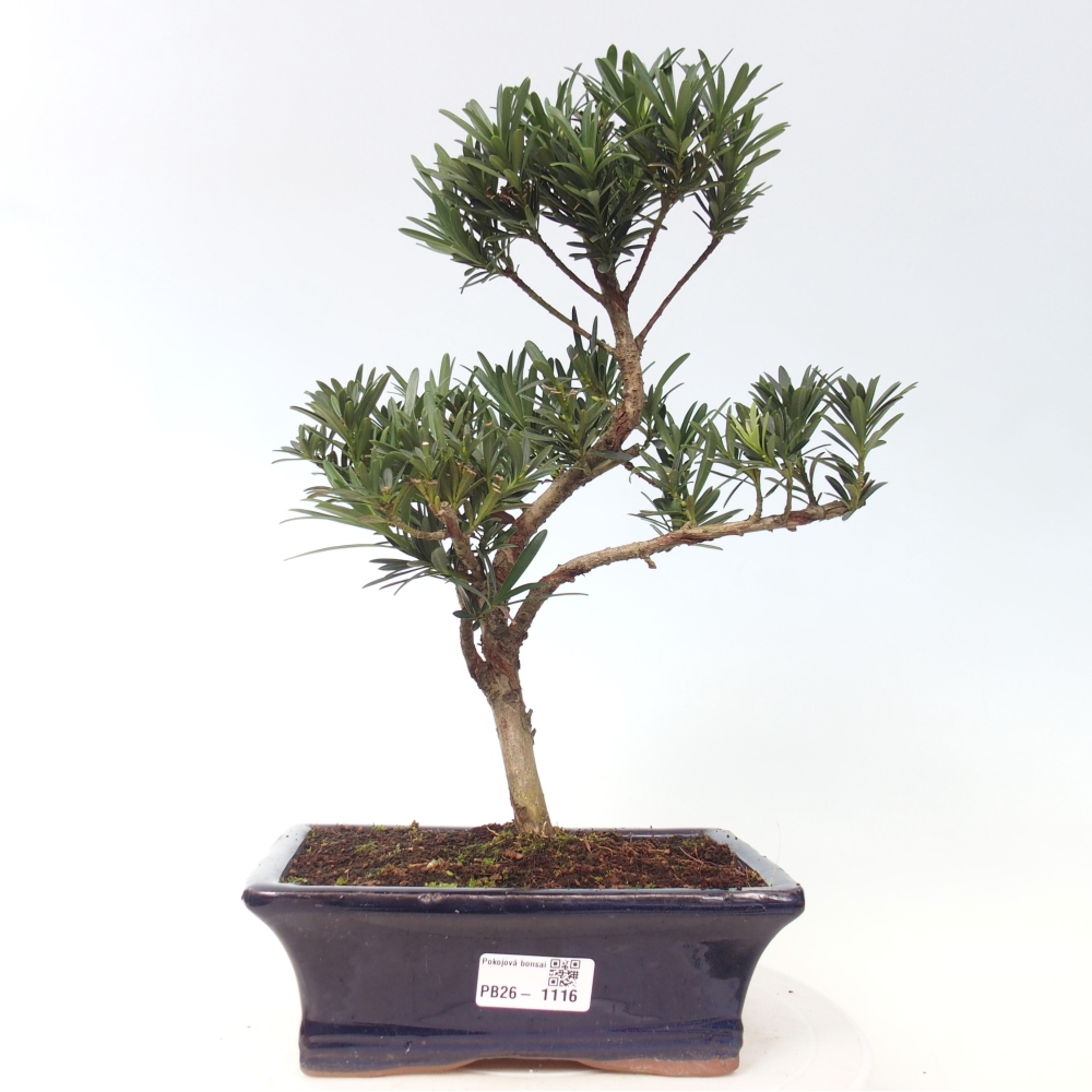 Zimmerbonsai - Podocarpus - Stein-Eibe