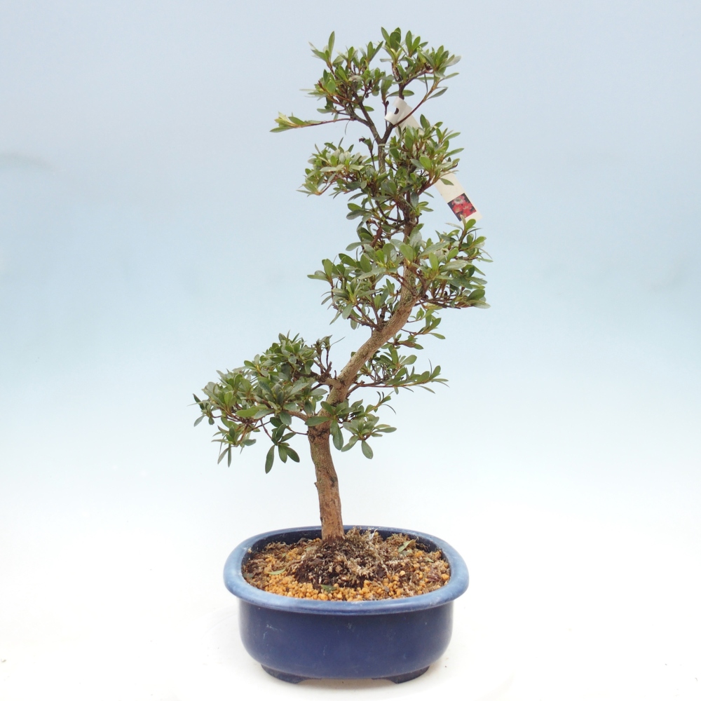 Bonsai für draußen - Japanische Azalee - Azalee Beniko