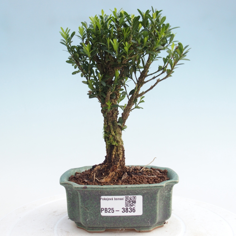 Zimmer Bonsai - Buxus harlandii - Korkbuxus