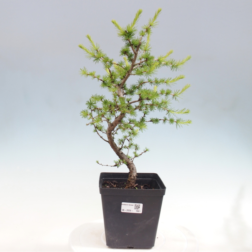 Bonsai für draußen -Larix decidua - Lärche