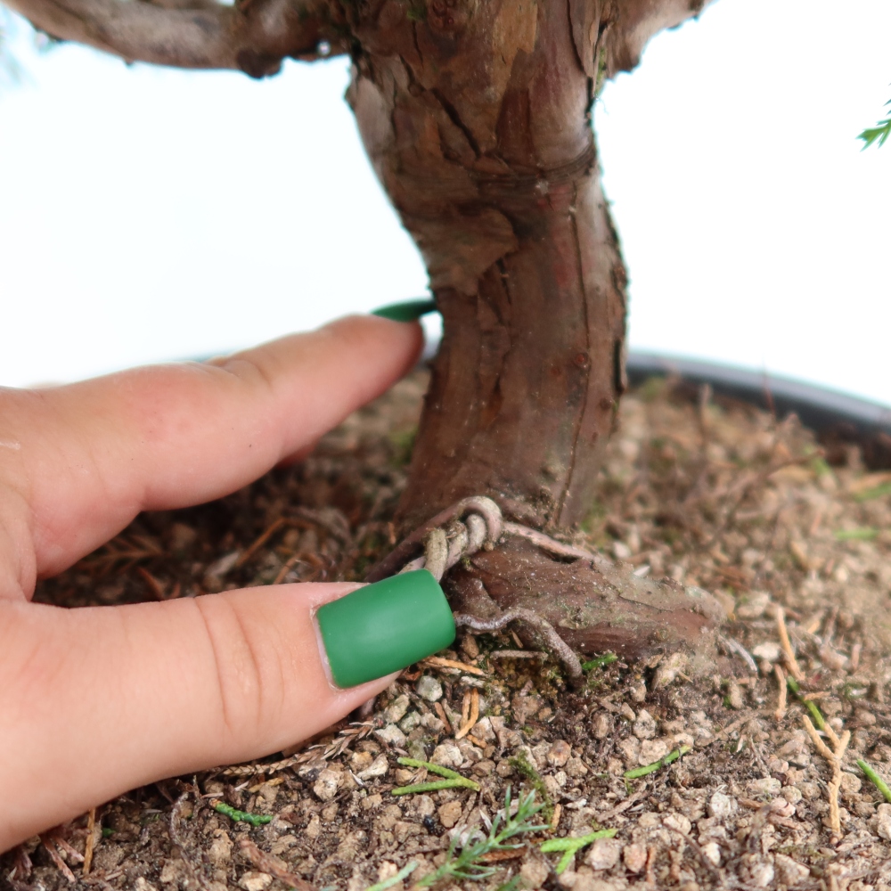 Bonsai für draußen - Juniperus chinensis Itoigawa-Juniperus chinensis
