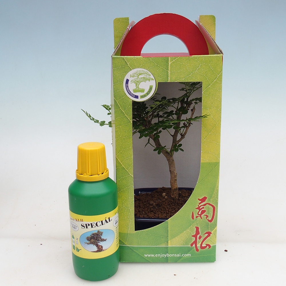 Zimmerbonsai im Geschenkkarton Zantoxylum piperitum - Pfefferbaum