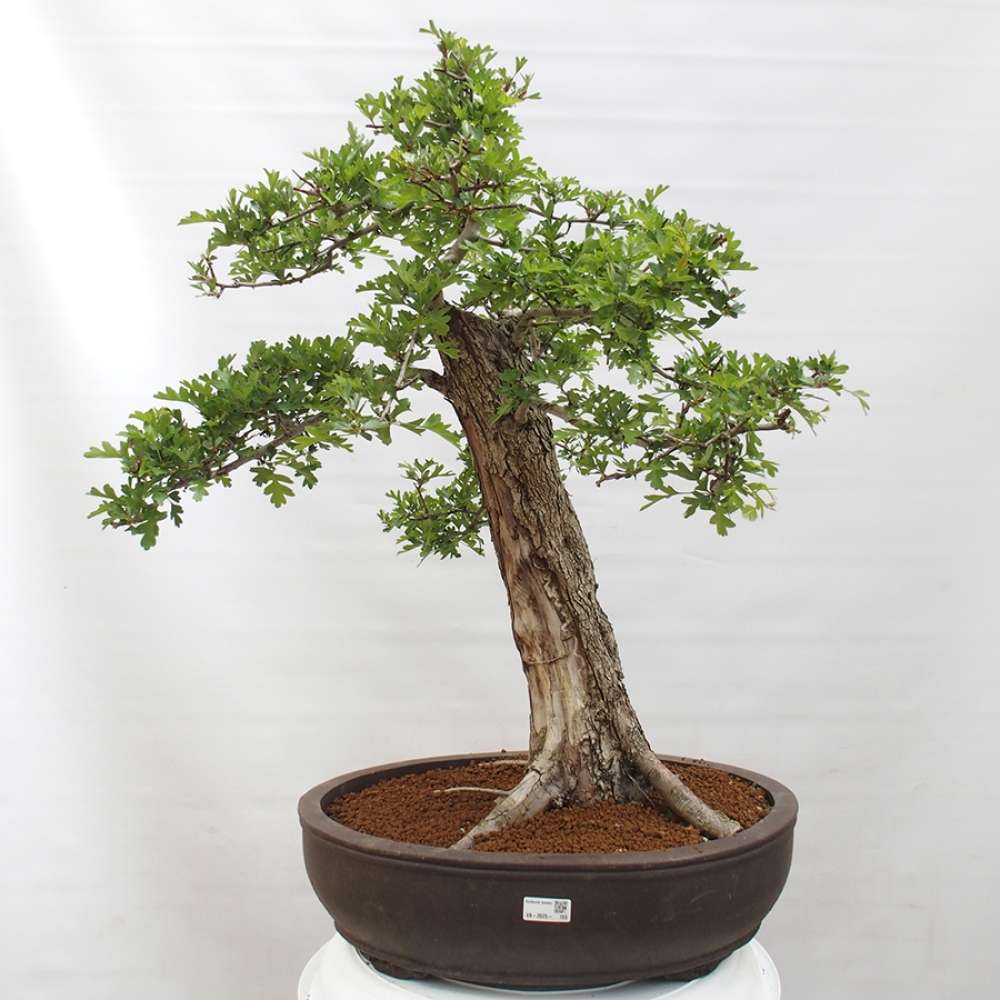 Bonsai im Freien - Weißdorn - Crataegus monogyna