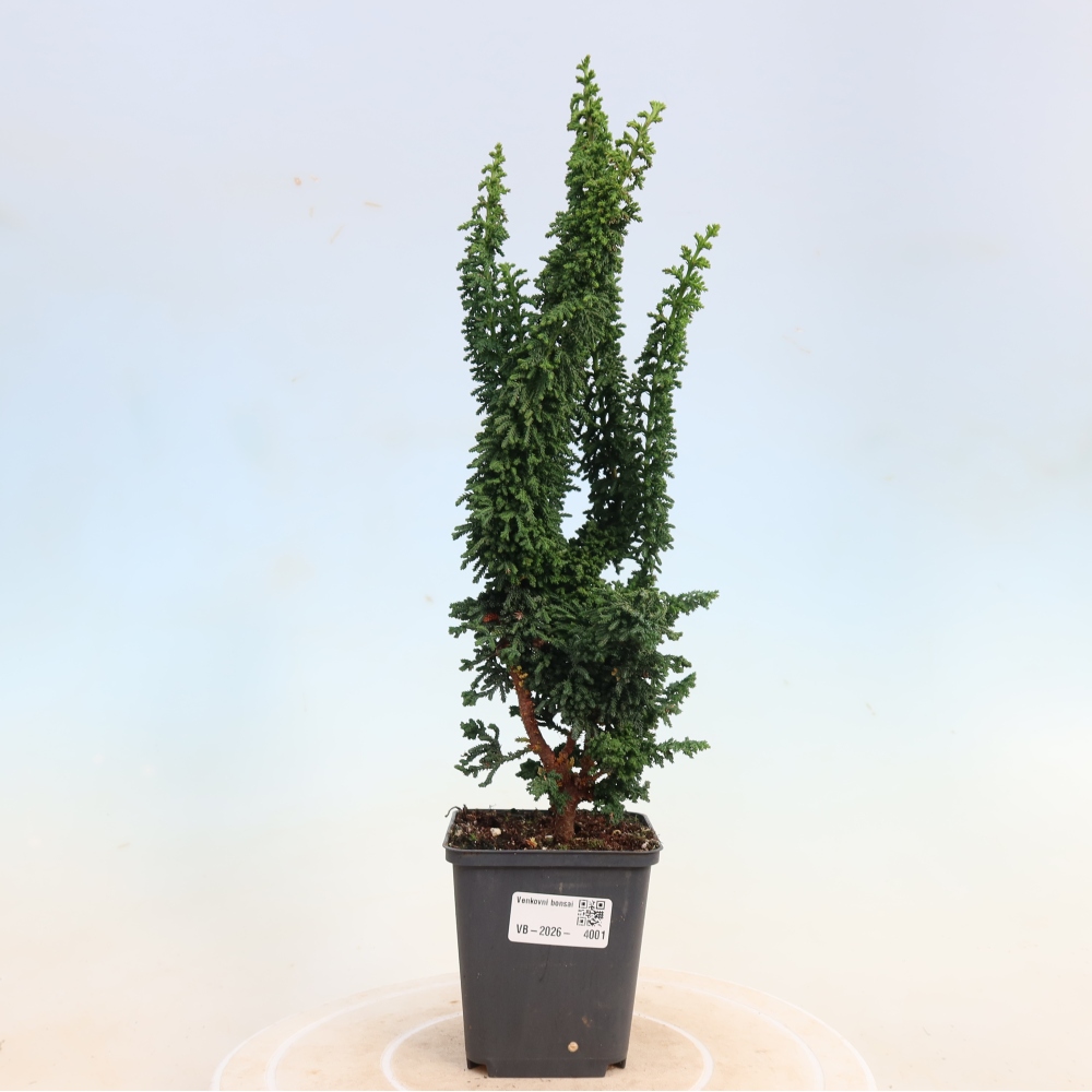 Bonsai für draußen - Cham. obtusa SEKKA HINOKI - Zypresse