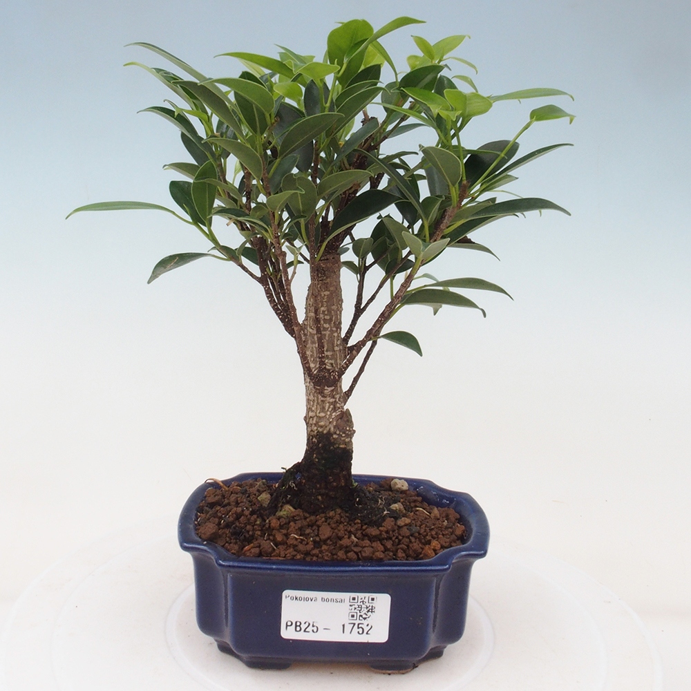 Zimmerbonsai - Kleinblättriger Ficus - Ficus kimmen