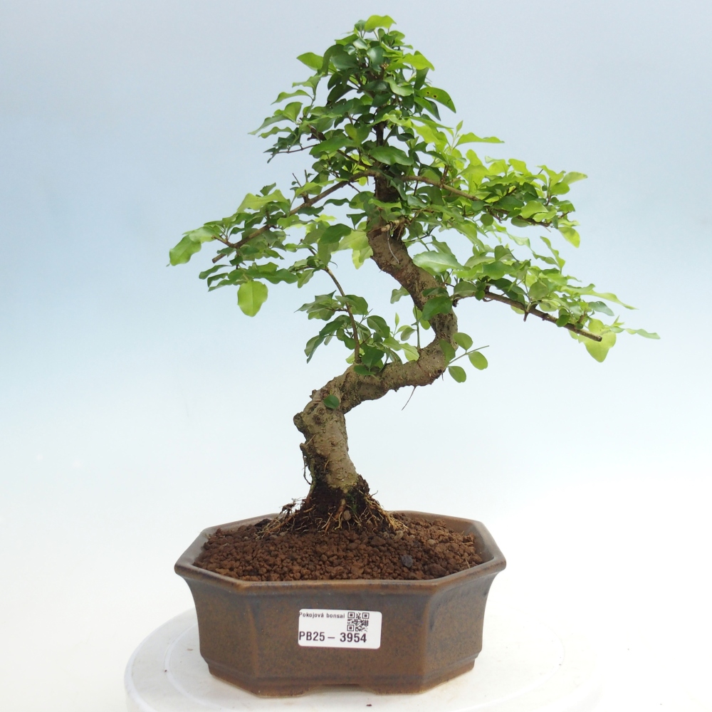 Zimmer Bonsai -Ligustrum chinensis - Vogelschnabel