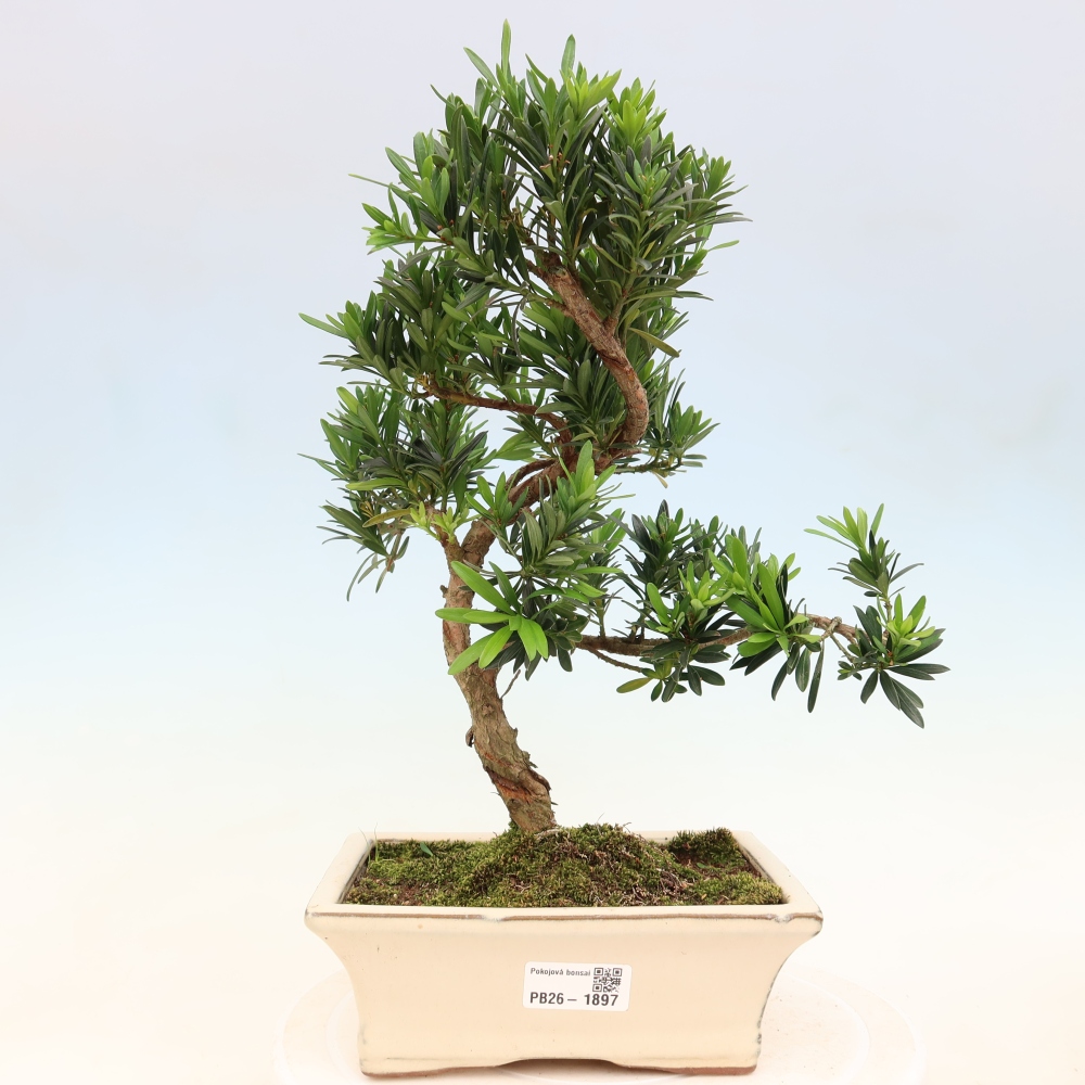 Zimmerbonsai - Podocarpus - Stein-Eibe