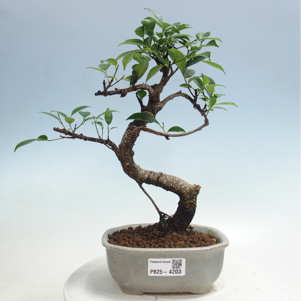 Zimmerbonsai - Ficus retusa - Kleinblättriger Ficus