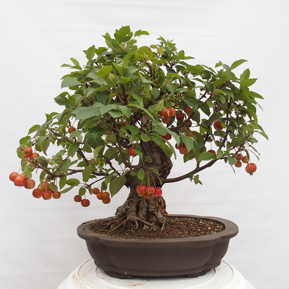 Bonsai im Freien - Malus halliana - Kleinfruchtiger Apfelbaum