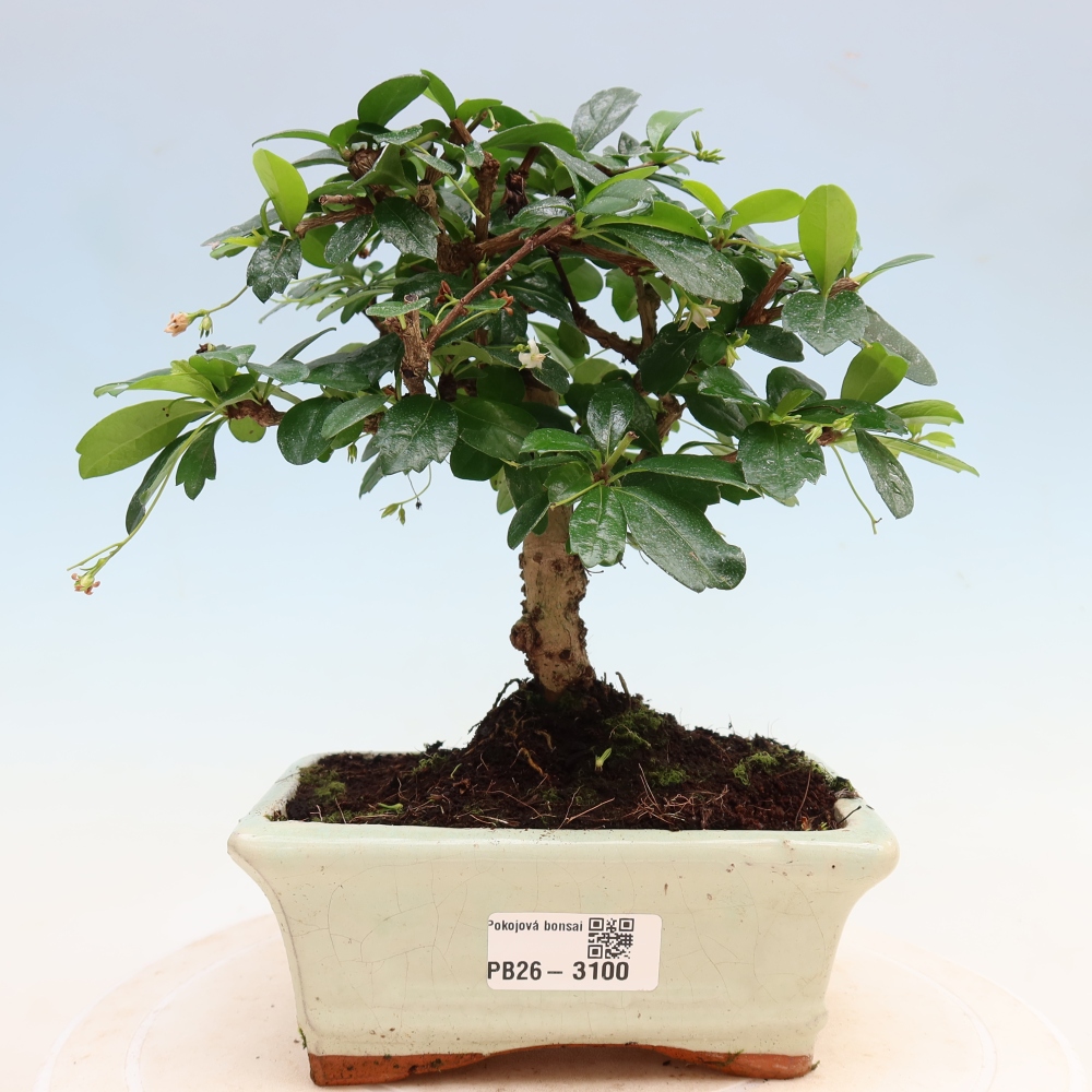 Zimmer-Bonsai - Carmona macrophylla - Tee-Fuki