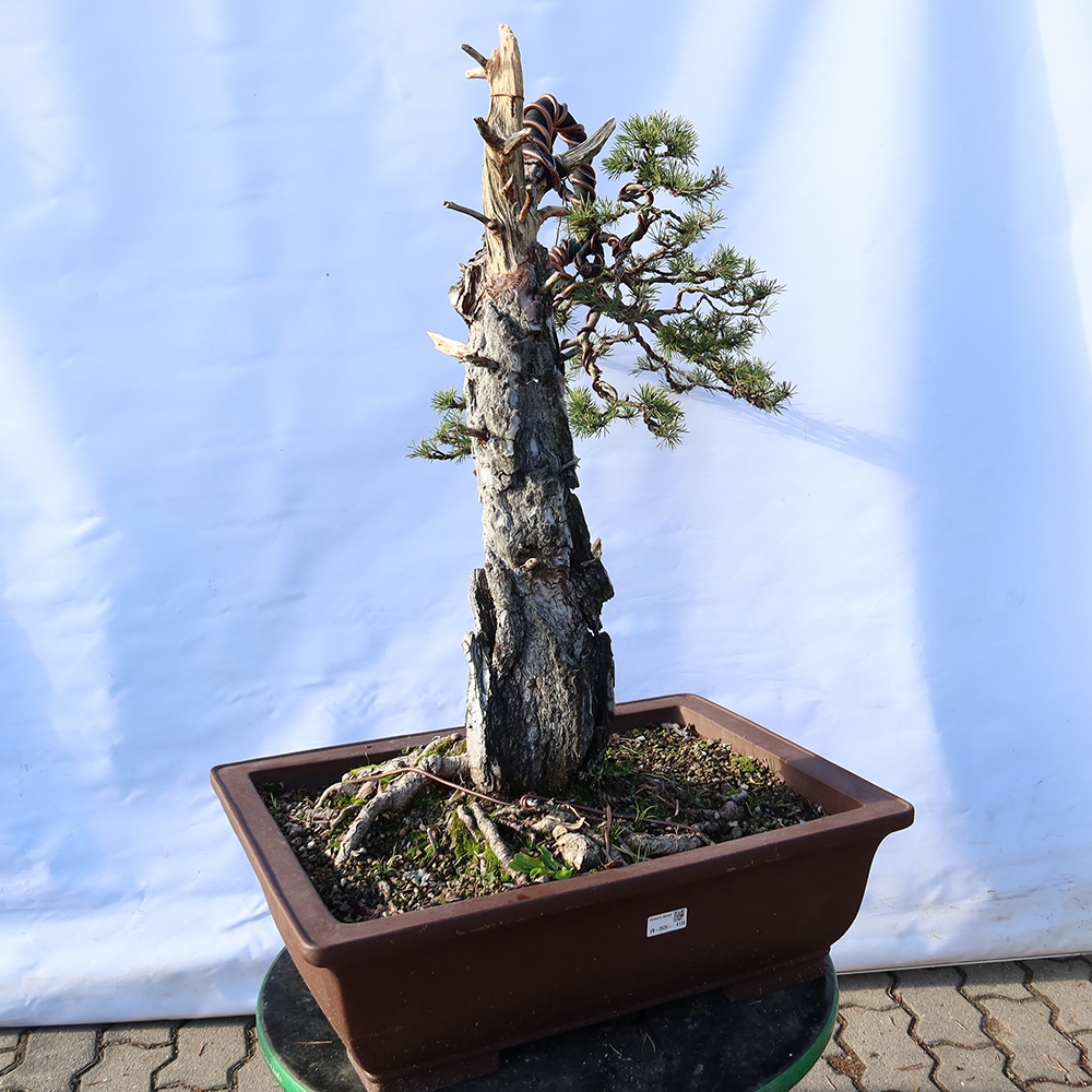 Pinus sylvestris Spanien – Waldkiefer