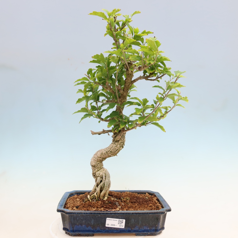 Bonsai für den Außenbereich – Hibiscus syriacus – Syrischer Hibiskus
