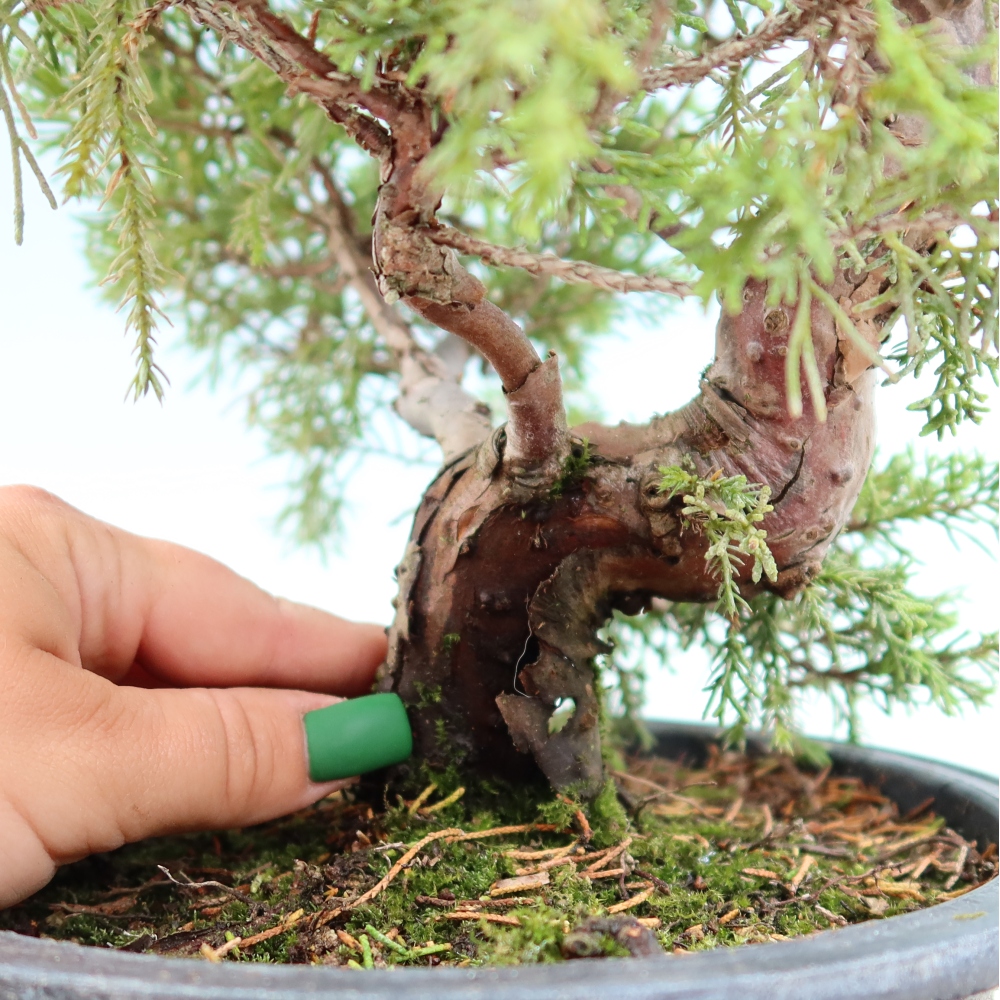 Bonsai für draußen - Juniperus chinensis Itoigawa-Juniperus chinensis