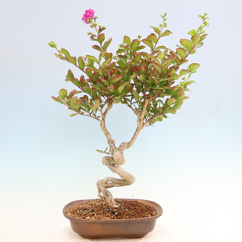 Zimmerbonsai – Lagerstroemia indica – Indischer Flieder
