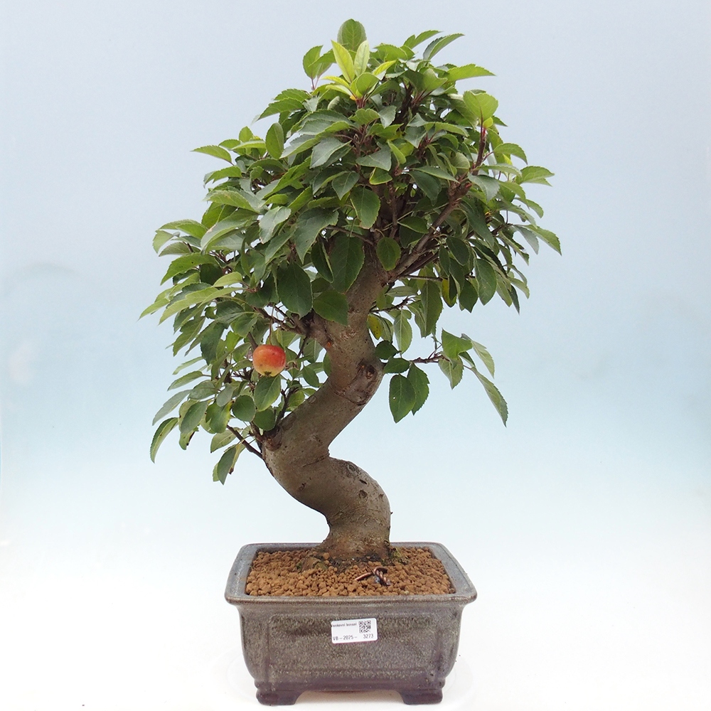Bonsai im Freien - Malus halliana - Kleinfruchtiger Apfelbaum