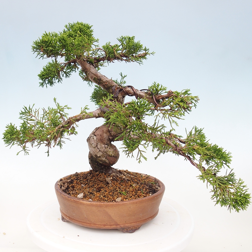 Outdoor bonsai - Juniperus chinensis Itoigawa - Chinese juniper
