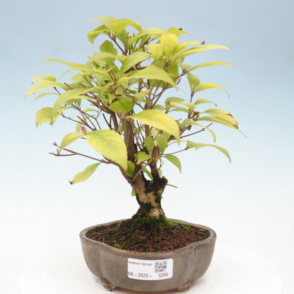 Bonsai im Freien - wunderschöne Pflanze - Callicarpa japonica