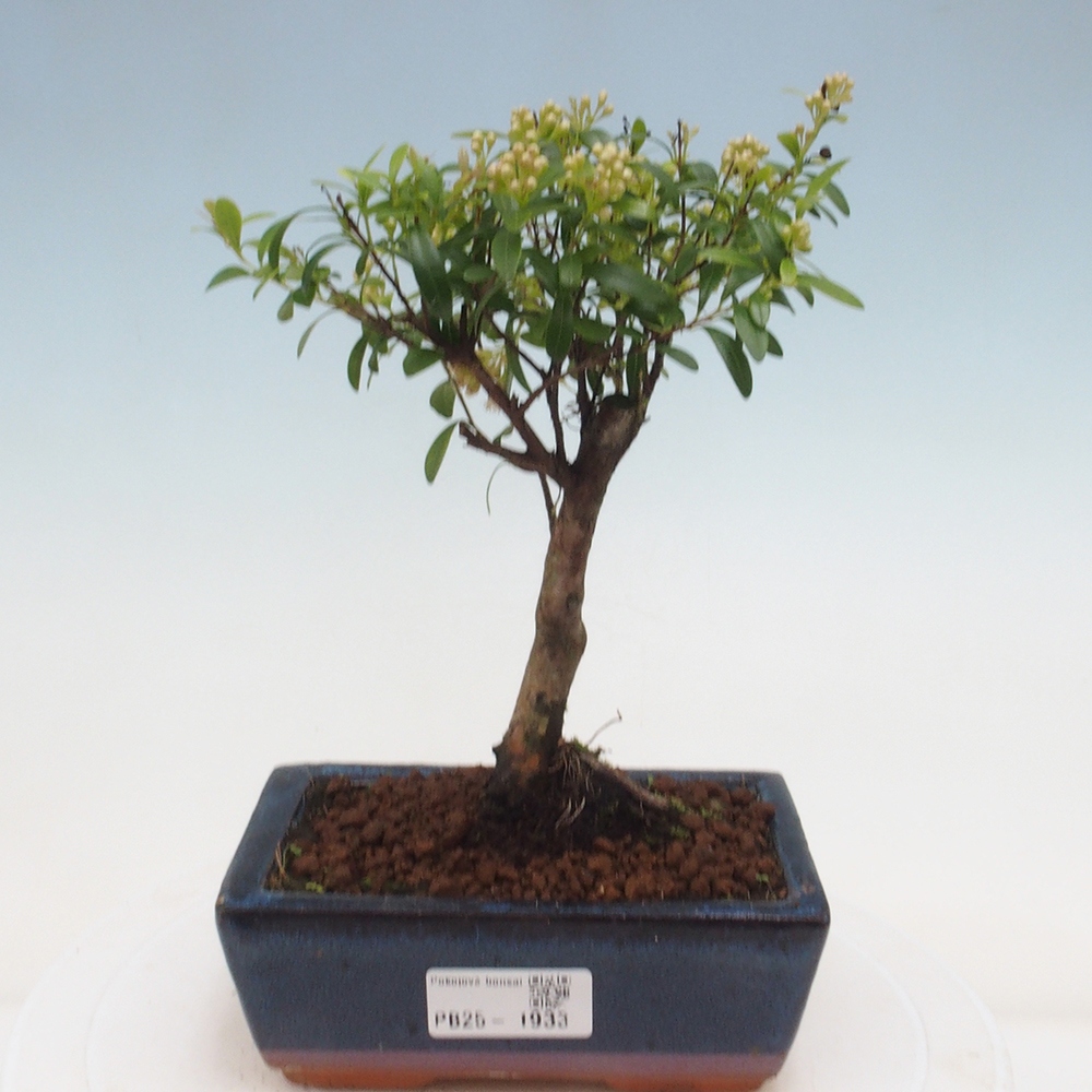 Zimmer Bonsai - Syzygium - Pimentovník