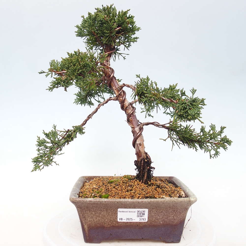 Bonsai für draußen - Juniperus chinensis Kishu