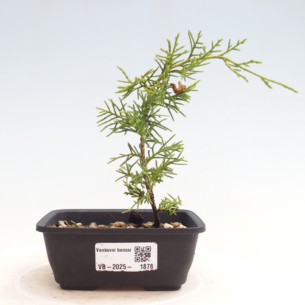 Outdoor bonsai - Juniperus chinensis Itoigawa - Chinese juniper