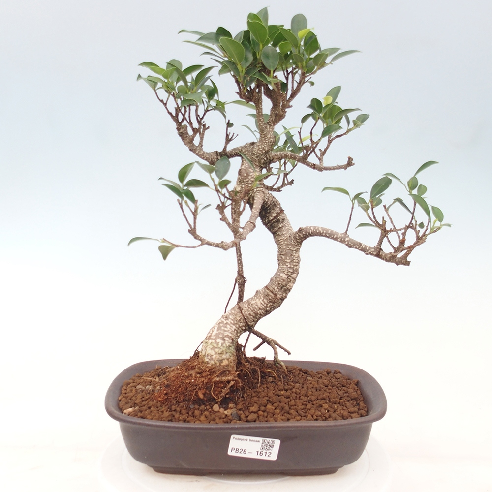 Zimmerbonsai - Ficus kimmen - Kleinblättriger Ficus