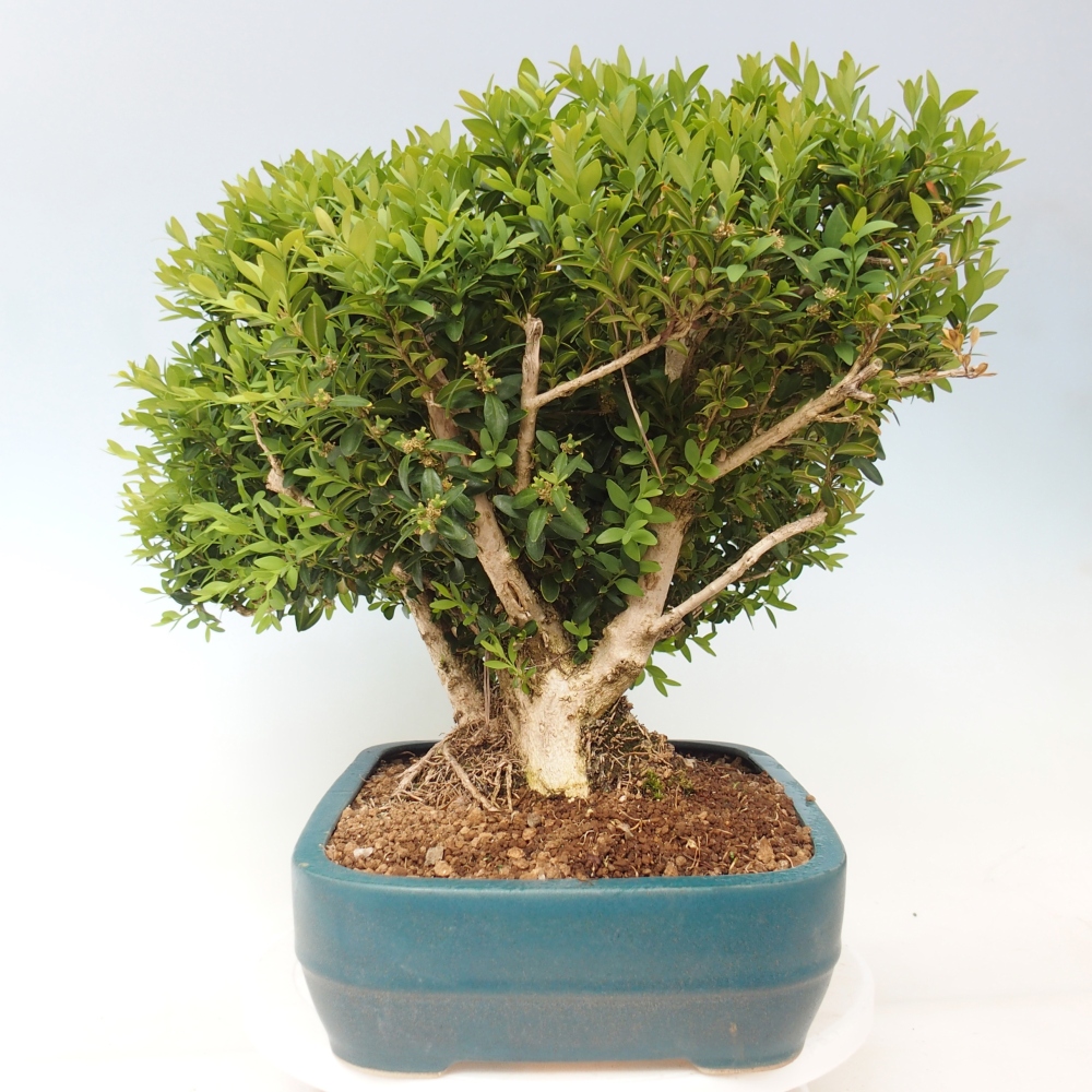 Bonsai für draußen - Buxus sempervirens - Buchsbaum