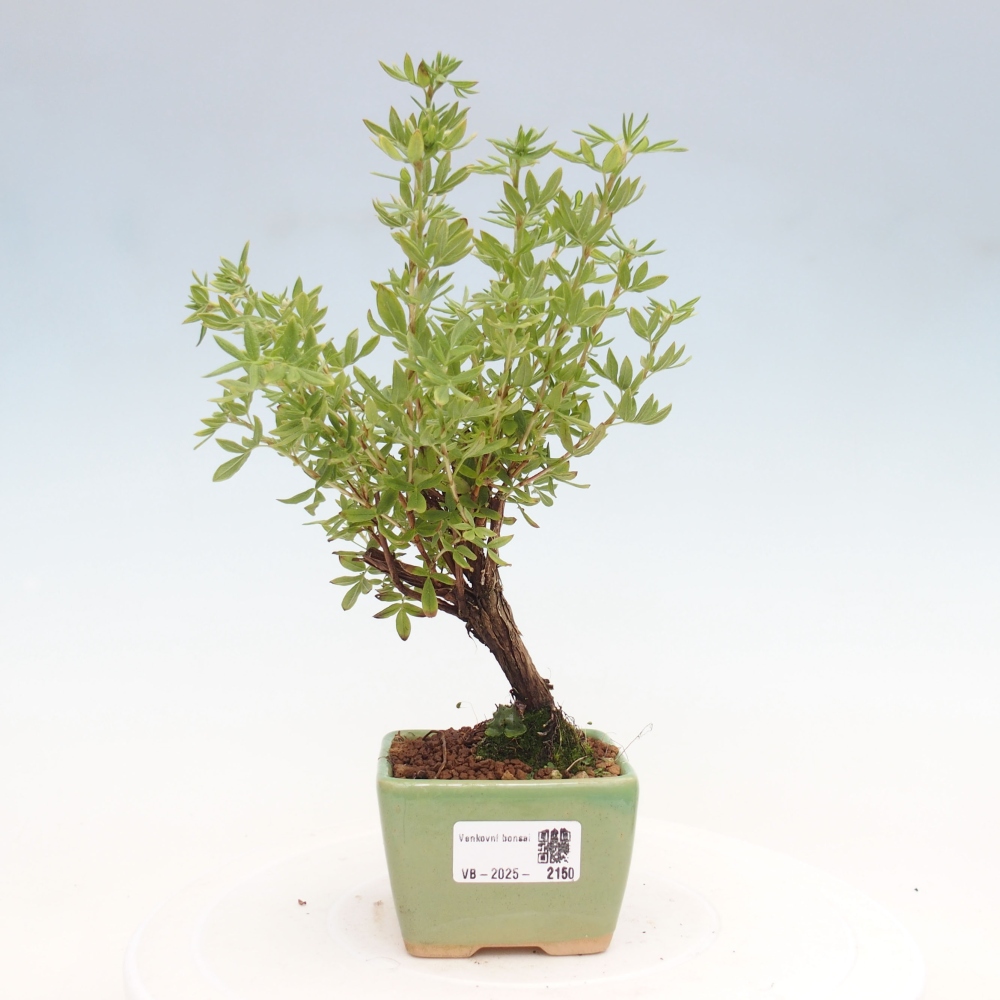 Outdoor-Bonsai-Fingerkraut - Potentila fruticosa gelber Vogel
