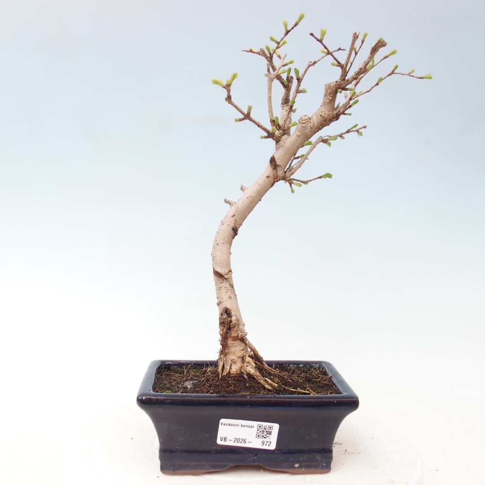 Bonsai für draußen -Pseudolarix amabis-Pseudolarix amabis