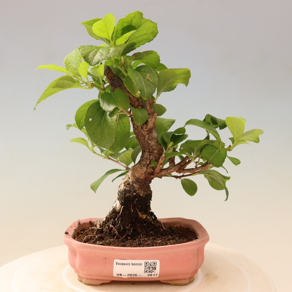 Bonsai für draußen - Celastrus orbiculatus