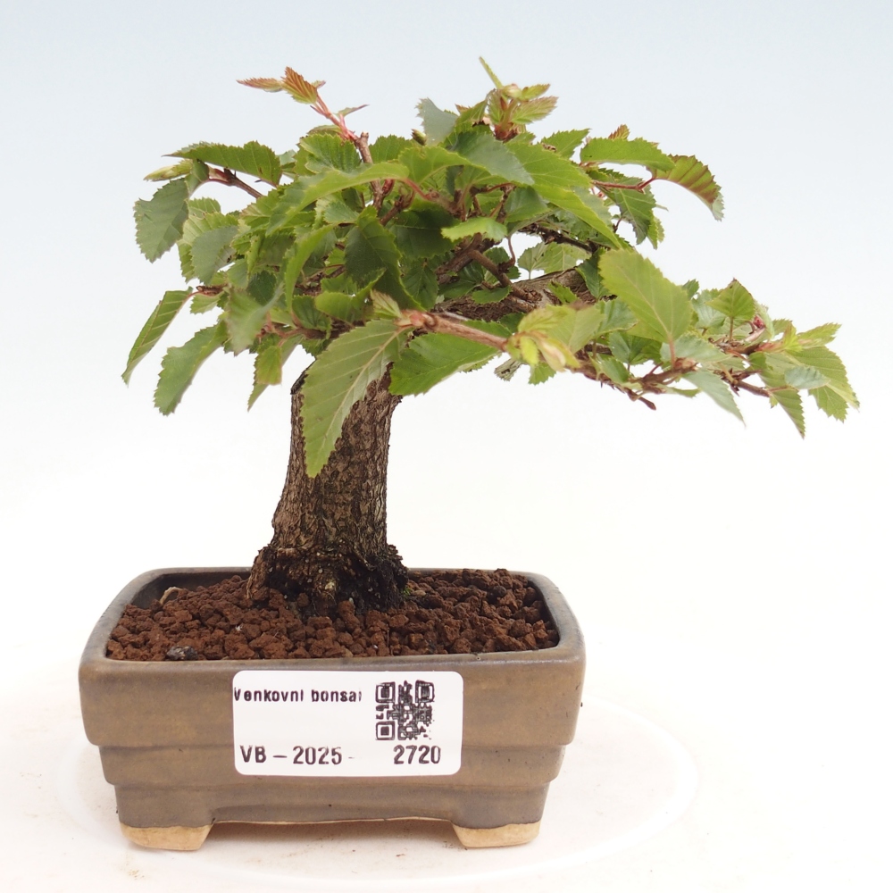 Outdoor-Bonsai -Carpinus CARPINOIDES - Koreanisch Hainbuche