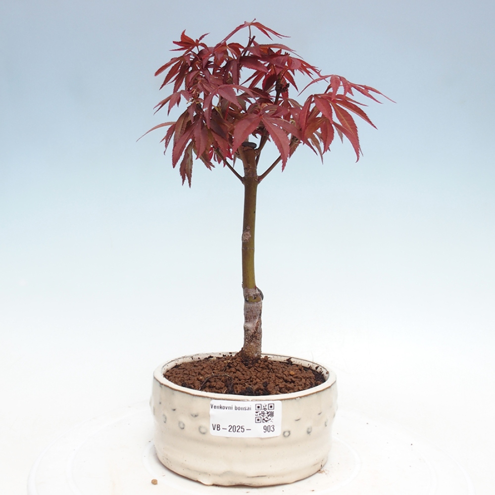 Bonsai im Freien - Acer-Palme. Atropurpureum-Palmenblatt-Ahorn
