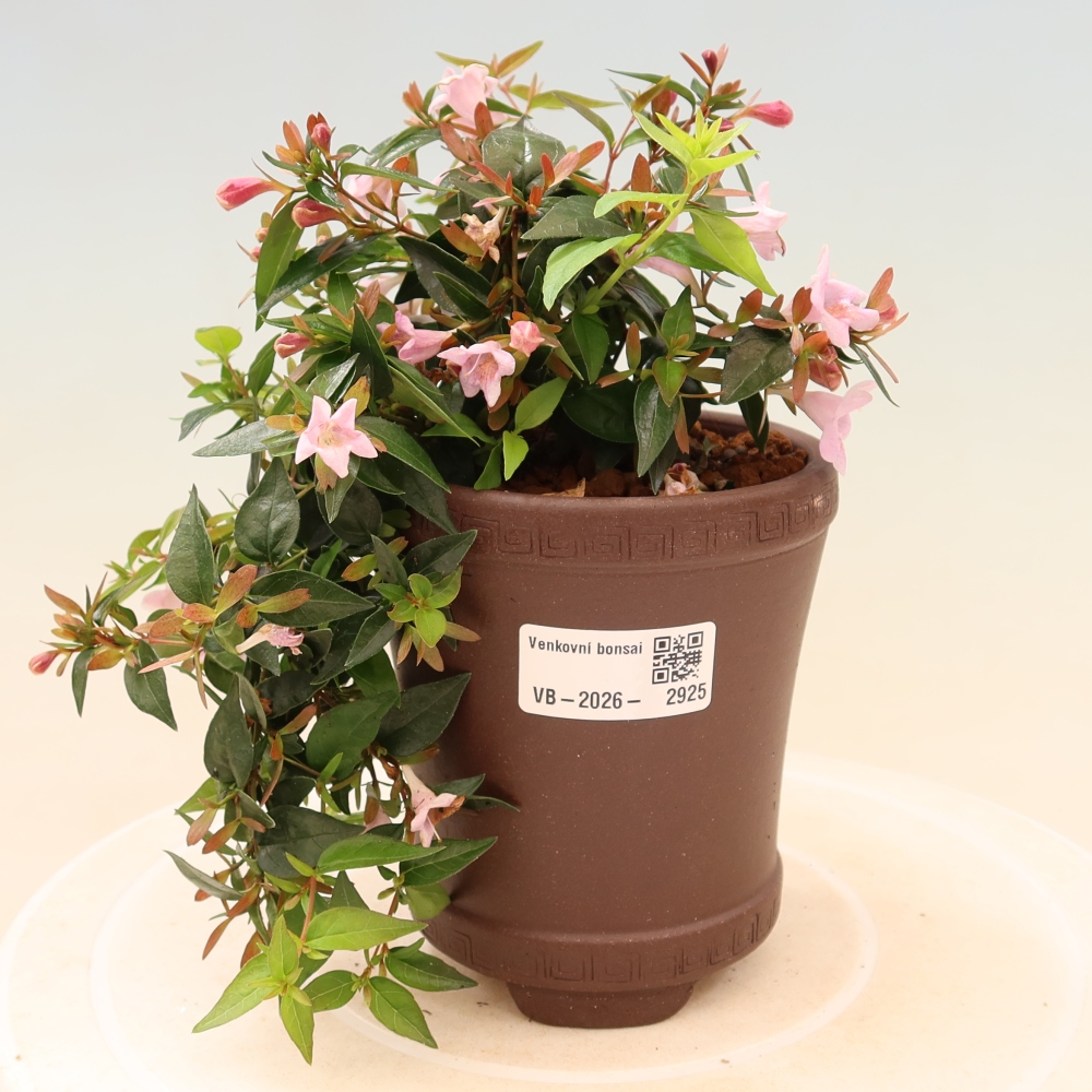 Bonsai für den Außenbereich – Abelia Edward Goucher – Großblumige Abelia