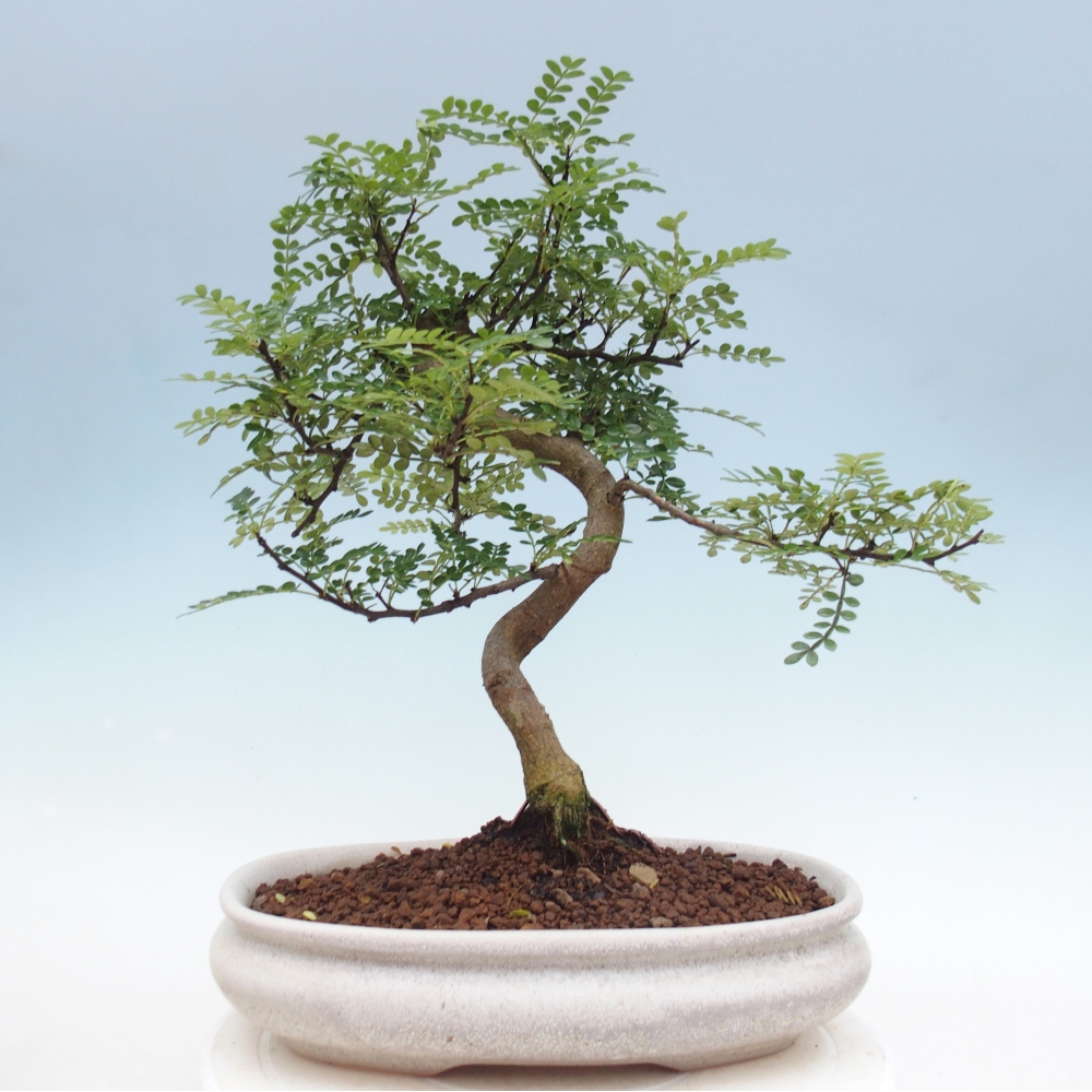 Zimmer Bonsai - Zantoxylum piperitum - Pfefferbaum