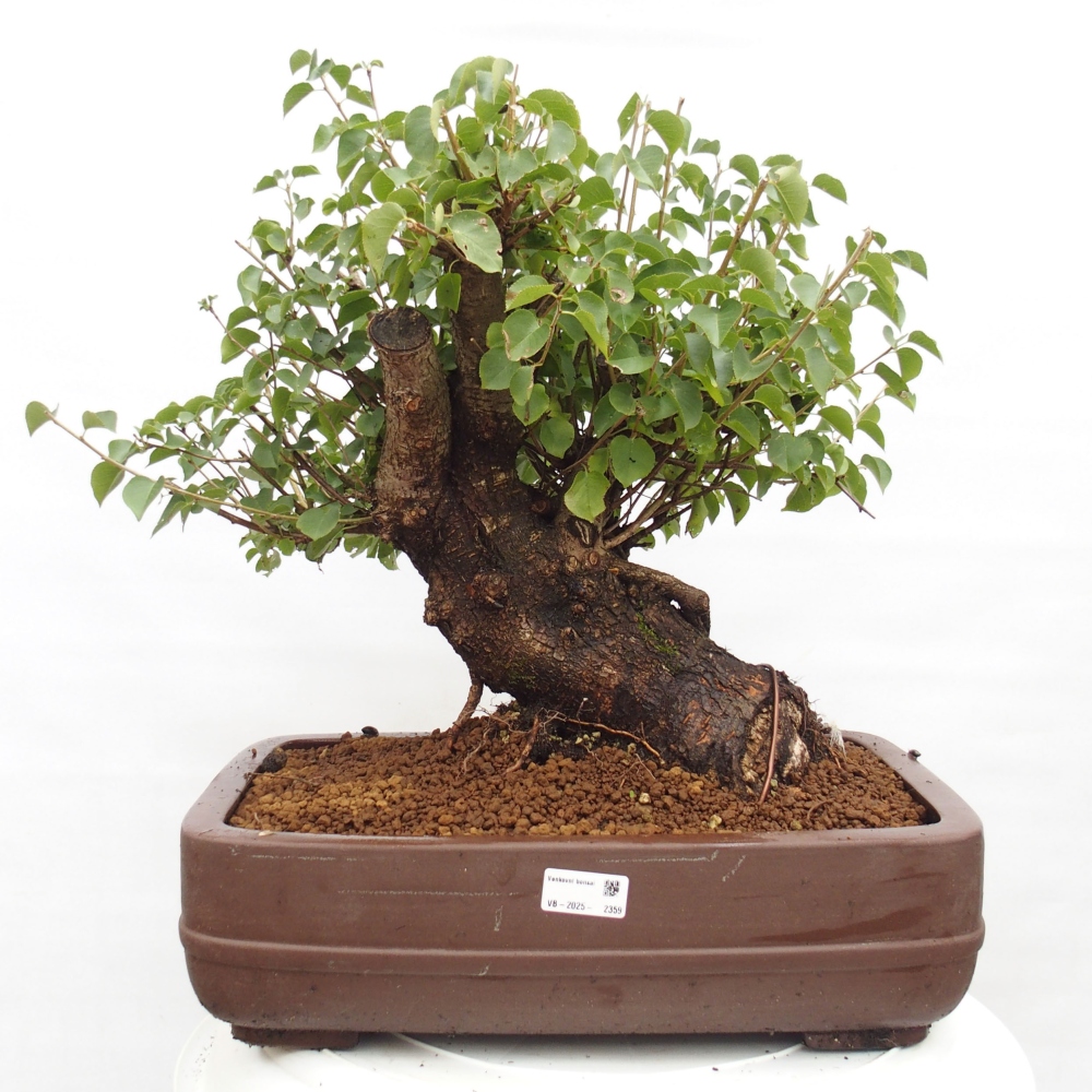 Bonsai im Freien - Mahalebka - Prunus mahaleb