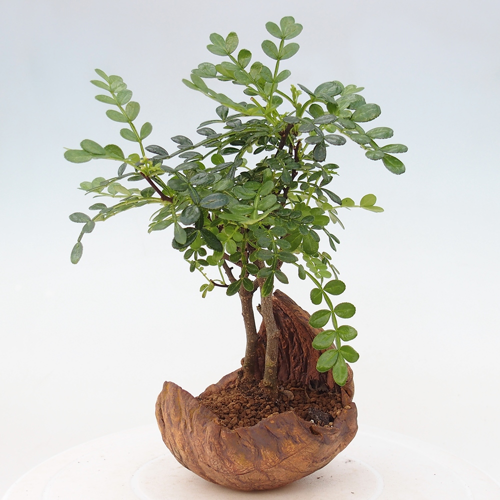 Zimmer Bonsai - Zantoxylum piperitum - Pfefferbaum