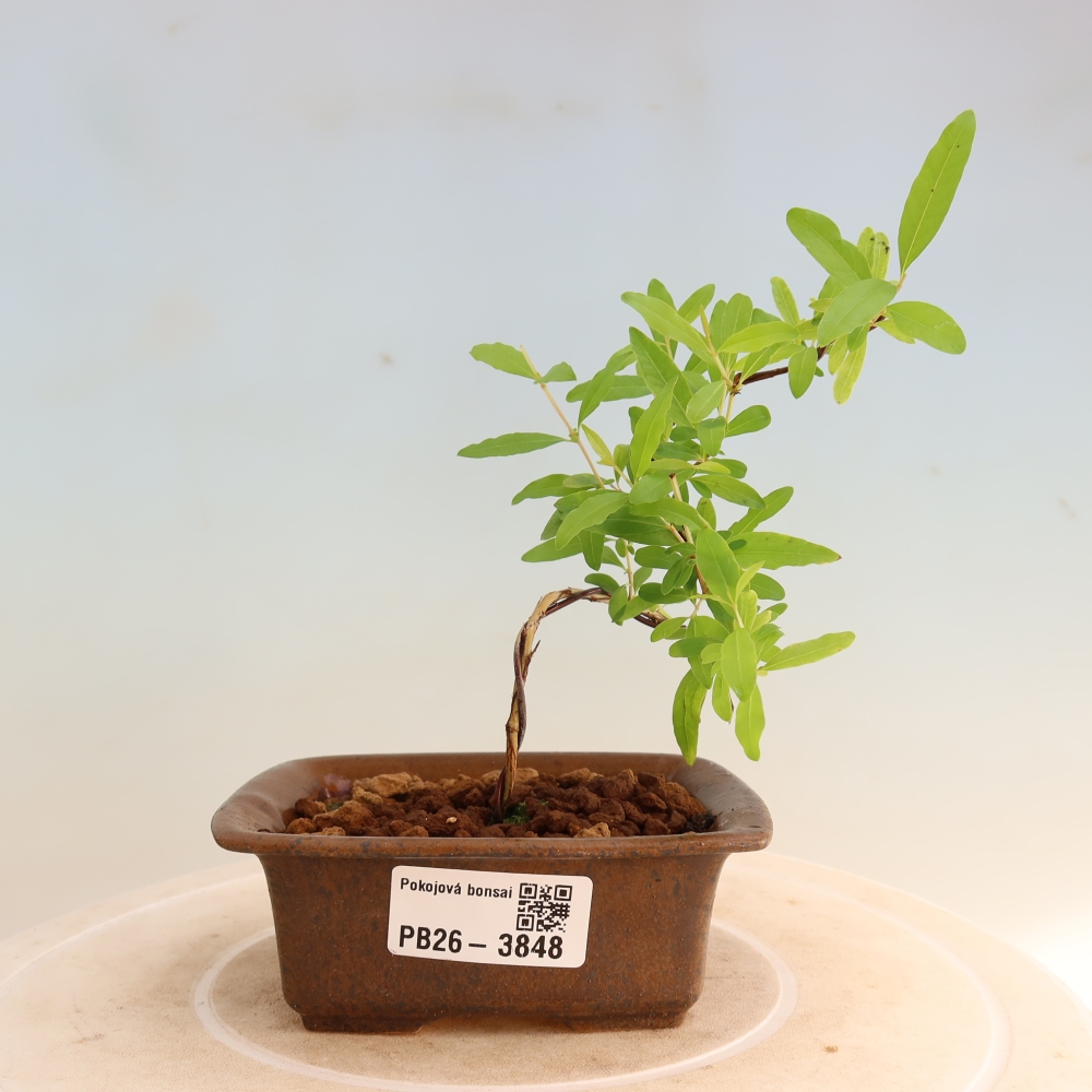 Zimmer-Bonsai-PUNICA granatum nana-Apfel-Granatapfel