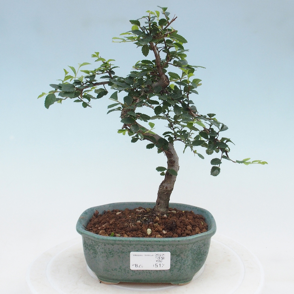 Zimmer Malolistý Ulme Bonsai
