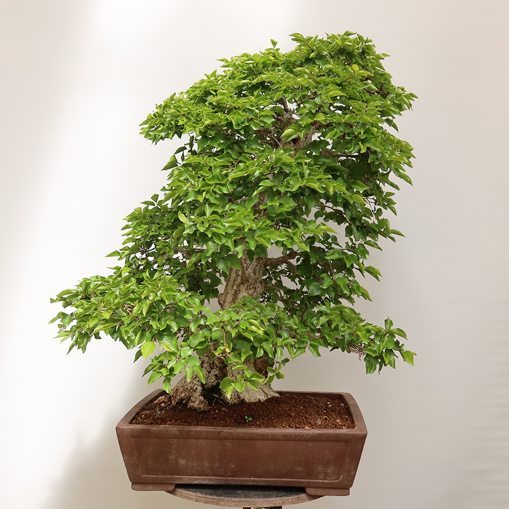 Bonsai im Freien - Carpinus Coreana - Koreanische Hainbuche