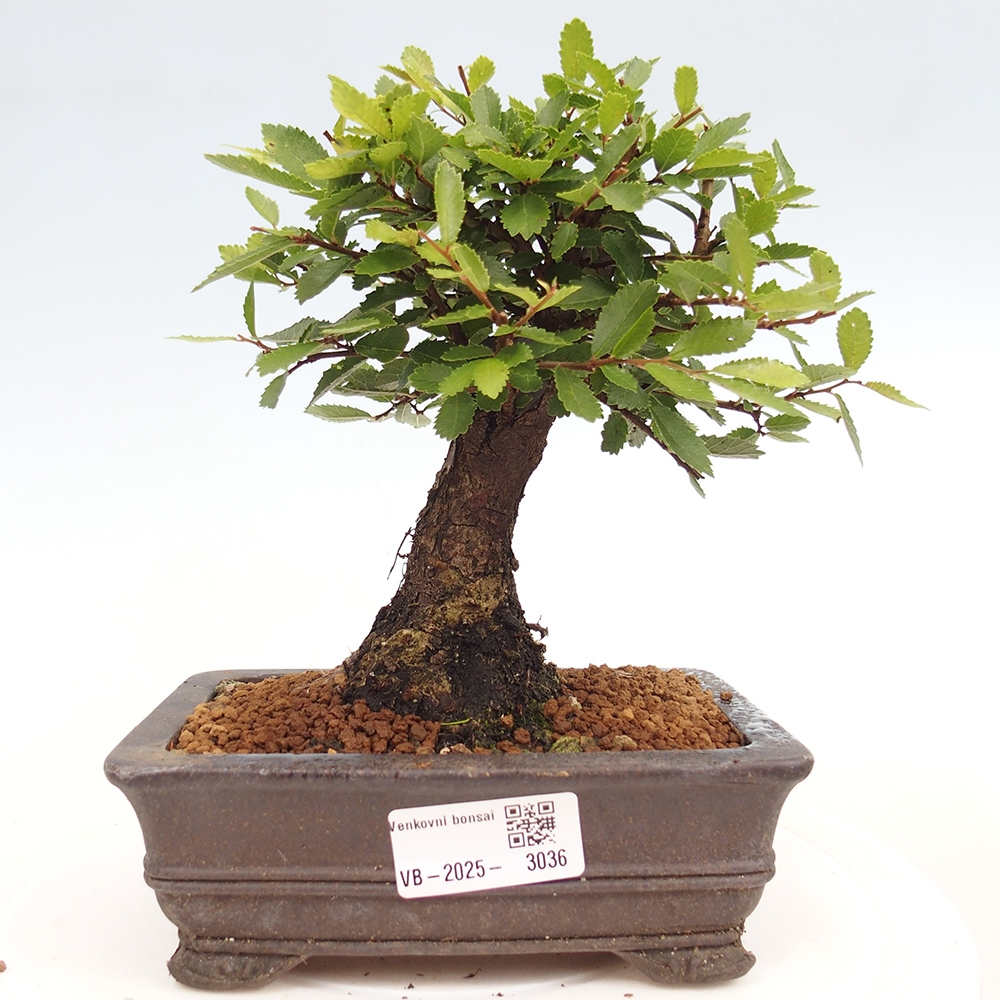 Bonsai im Freien - Zelkova - Zelkova NIRE