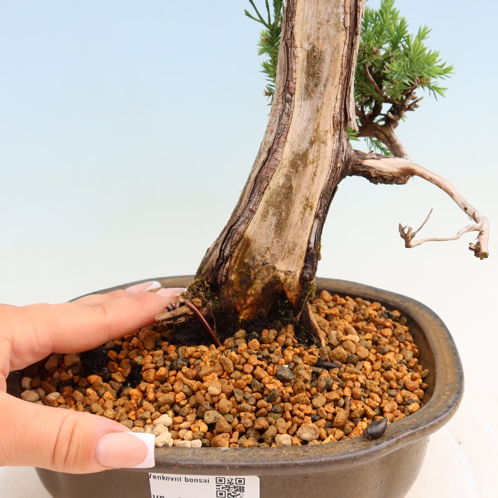 Bonsai für den Außenbereich – Juniperus squamata – Schuppiger Wacholder