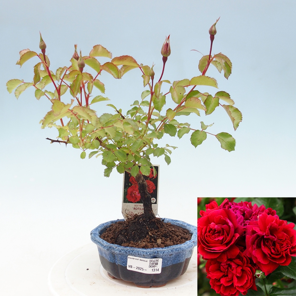 Freilandbonsai - Rosa Kordes -  Rose