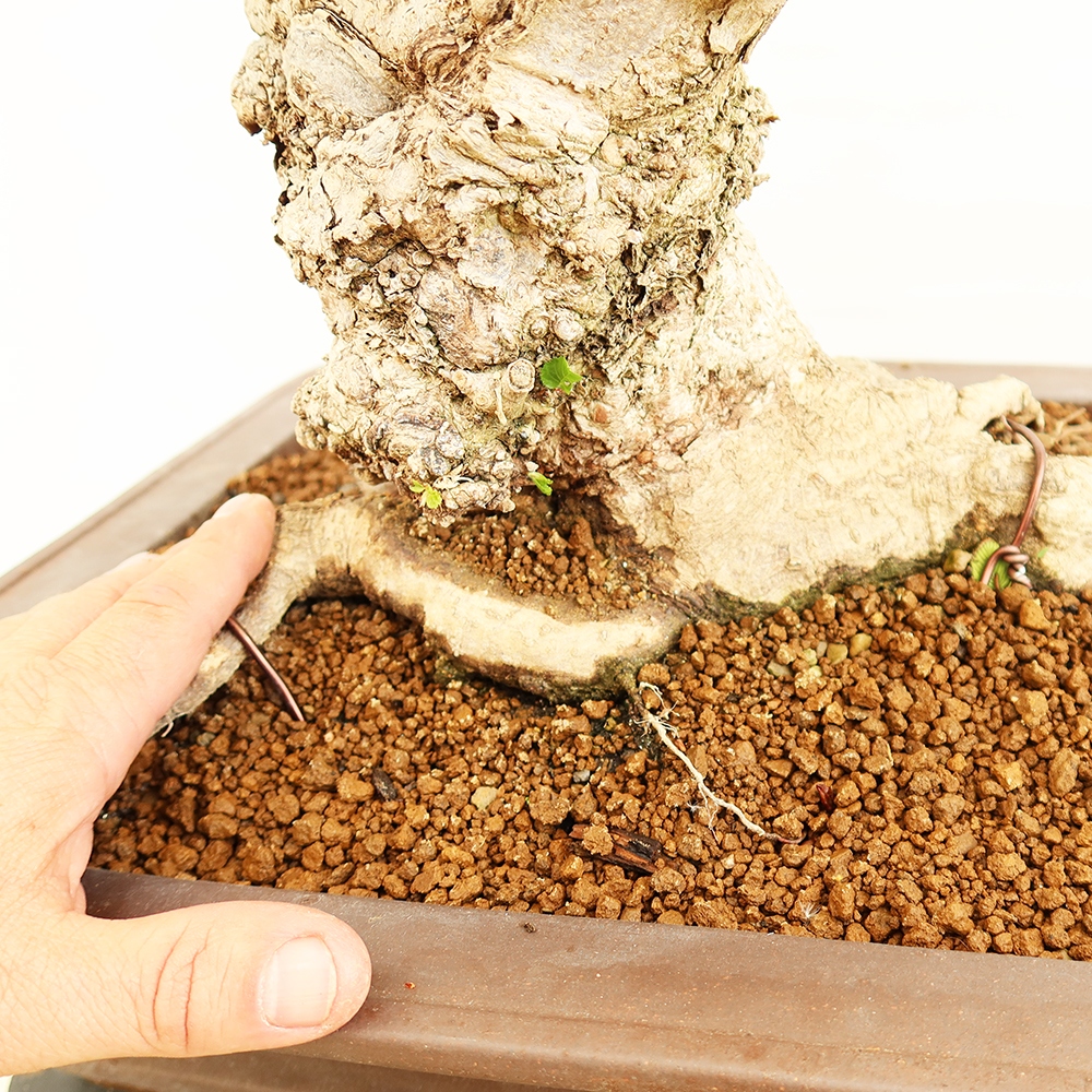 Bonsai im Freien - Carpinus Coreana - Koreanische Hainbuche