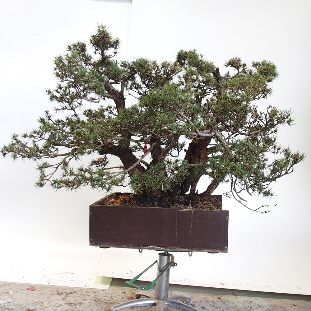 Yamadori - Pinus sylvestris Spanien