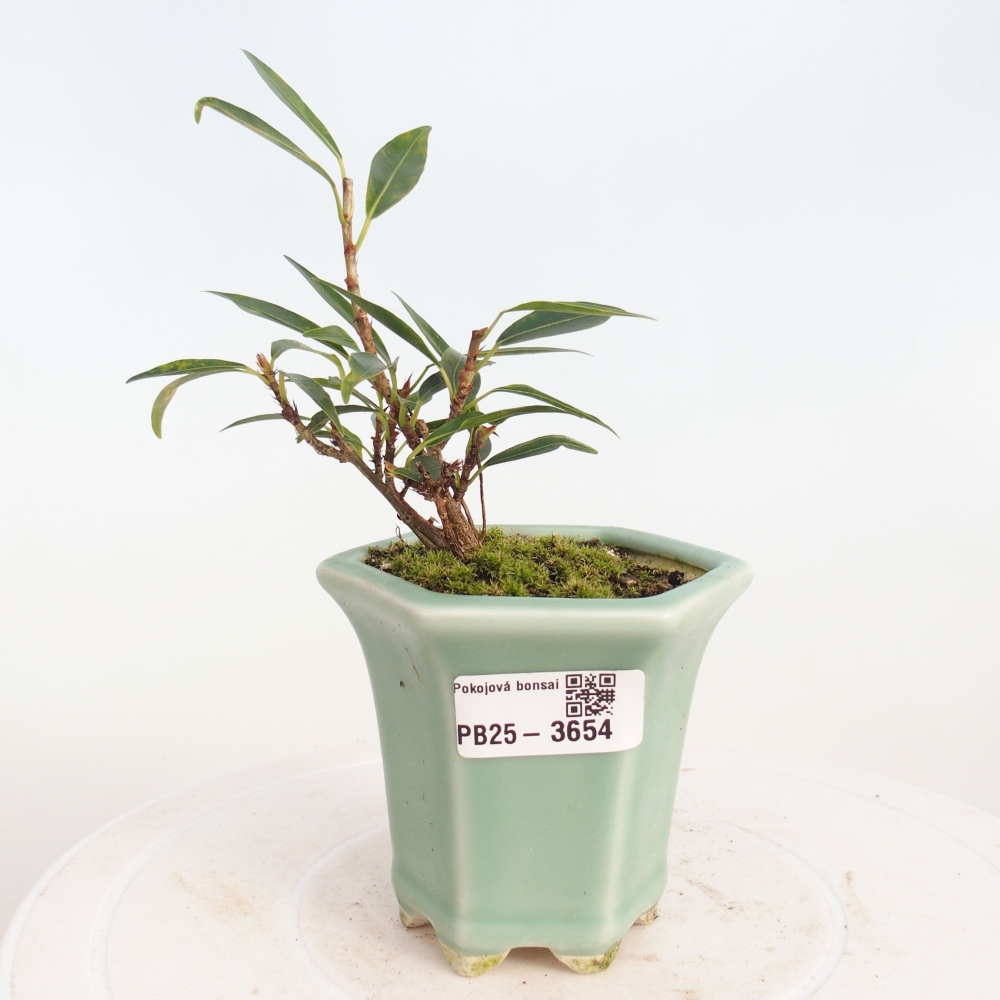 Zimmerbonsai - Ficus nerifolia - Kleinblättriger Ficus