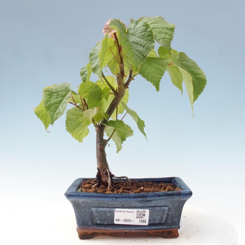 Outdoor-Bonsai - Linden - Tilia cordata