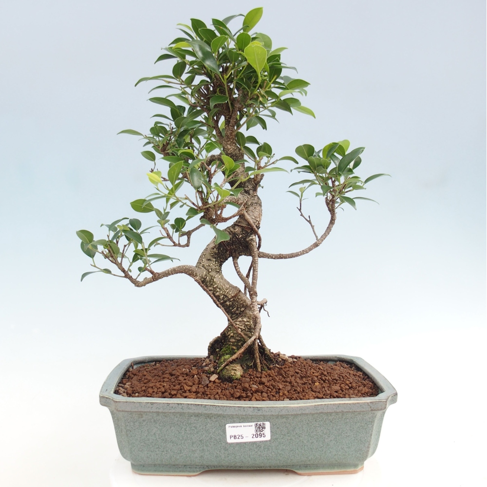 Zimmerbonsai - Ficus kimmen - kleinblättriger Ficus