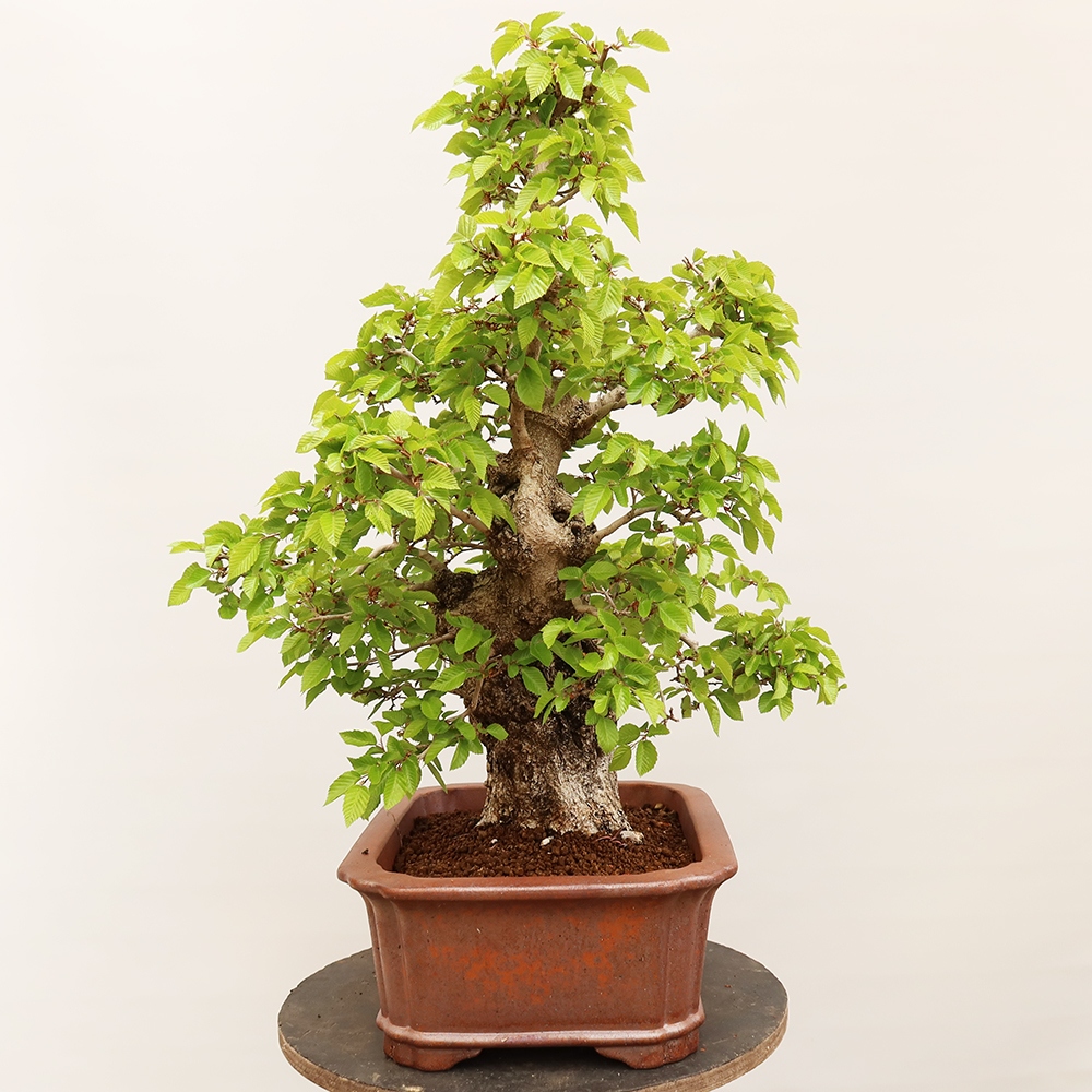 Bonsai im Freien - Carpinus Coreana - Koreanische Hainbuche